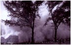 harbour tress p