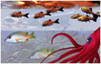 Aquatic Wall